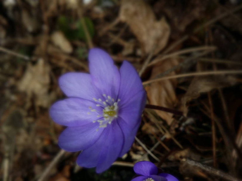 zbliżenie rzadkich kwitnących wątrobowców niebiesko-fioletowych w pierwszym świetle porannym na brązowej podłodze leśnej. widok z góry  - Zdjęcie, obraz