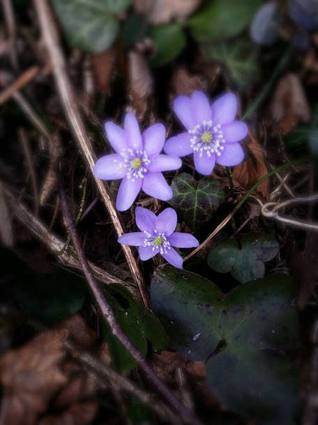 Yukarıdan bakıldığında, bir grup nadir görülen mavi-menekşe renkli karaciğer otu çiçeği kahverengi orman zemininde ilk sabah ışığında parlıyor..  - Fotoğraf, Görsel