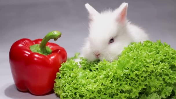 beautiful rabbit with red pepper - Πλάνα, βίντεο
