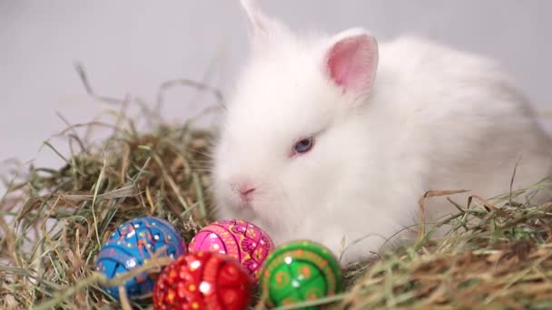 A white rabbit sits near a straw nest with Easter eggs. - Felvétel, videó