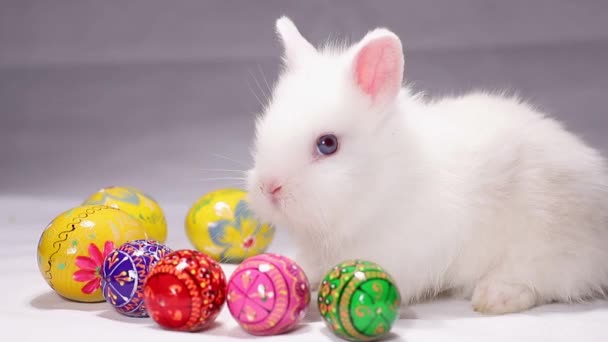 Easter white rabbit on a white background with Easter eggs. - Felvétel, videó