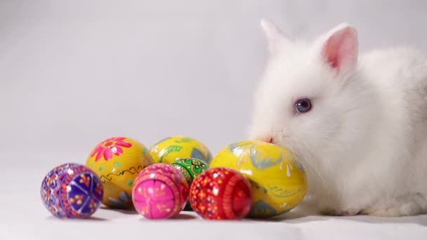 Easter white rabbit on white background - Materiał filmowy, wideo
