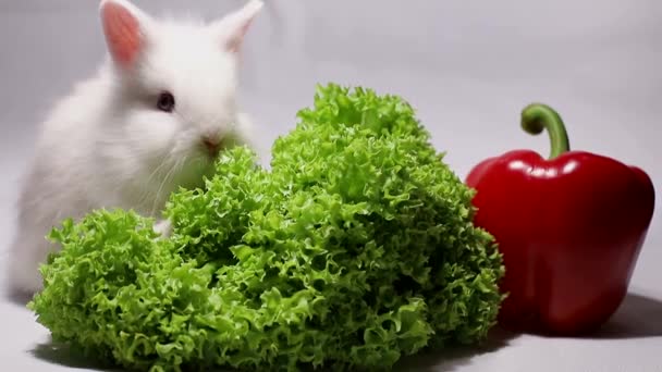 Cute beautiful rabbit with red pepper - Кадри, відео