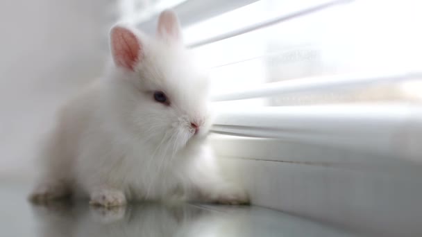 White rabbit on the windowsill on the blinds background - Imágenes, Vídeo