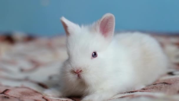 Funny white rabbit sleeping on a blanket in bed. - Footage, Video