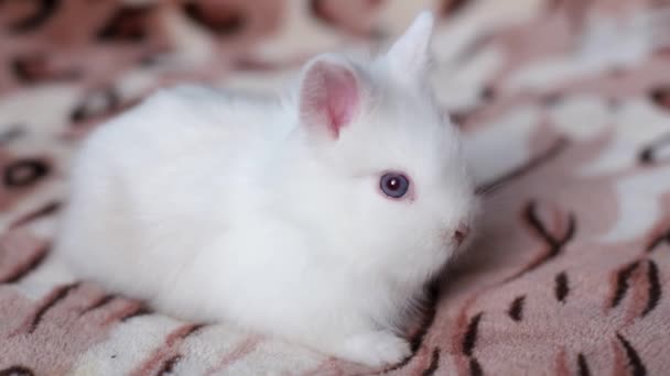 Funny white rabbit sleeping on a blanket in bed. - Footage, Video