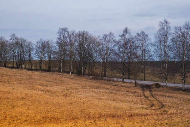 A lonely tree standing on the mountain and the road leading to it. The yellow field around and the forest in the distance. The embodiment of expanses, nature, clean air. freedom, tranquillity. - Fotografie, Obrázek