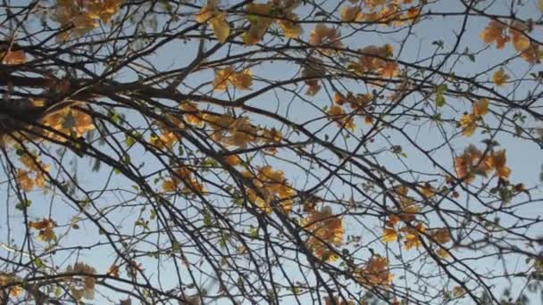 Virágzó papírvirágok vagy bougainvillea a fa ágán, kék égbolttal. Nyáron virágzik a trópusi sárga virágok maradványa. Lassú mozgás.. - Felvétel, videó