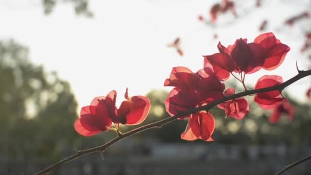 Közelről virágzó papírvirágok vagy bougainvillea lengenek a fa ágán. A trópusi vörös virágok a nyári napnyugtakor virágoznak a napfény ellen. Lassú mozgás.. - Felvétel, videó