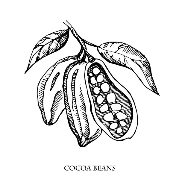 Cocoa beans vector set illustration.Vintage ink hand drawn beans, isolated on white background.Isolated botanical cooking object. - Вектор, зображення