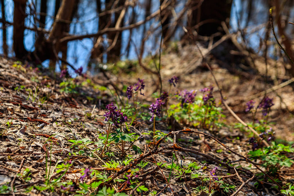 Lila Corydalis blüht im Frühling im Wald - Foto, Bild