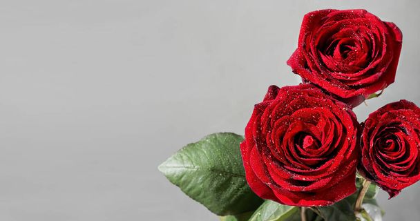 Бургундські кольорові троянди з краплями роси, розташовані на світло-сірому фоні. Весняний фон з трояндами, копіювальний простір для тексту. Краплі води блищать на сонці.. - Фото, зображення