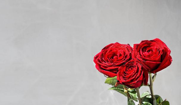 Roses de couleur bourgogne avec gouttes de rosée situées sur un fond gris clair vintage. Fond printanier avec des roses, espace de copie pour le texte. Des gouttes d'eau brillent au soleil
. - Photo, image