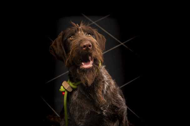 Portrait of young hunting dog, German Wirehaired Pointer on a black background - Photo, Image