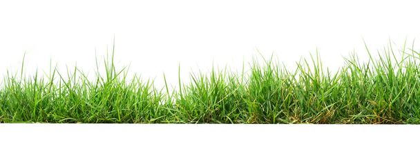 hierba verde aislar sobre fondo blanco
 - Foto, Imagen