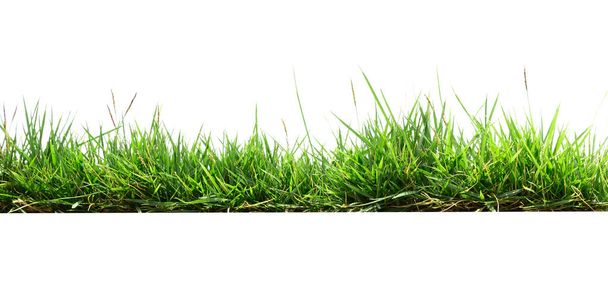 hierba verde aislar sobre fondo blanco
 - Foto, Imagen