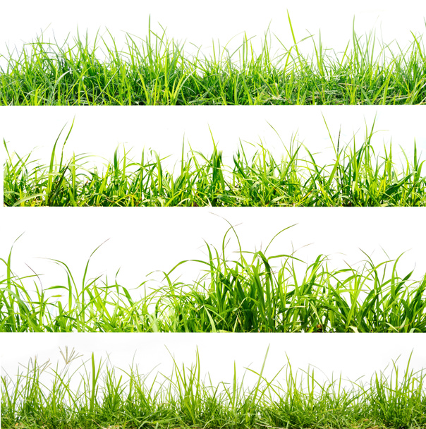 herbe verte isoler sur fond blanc
 - Photo, image