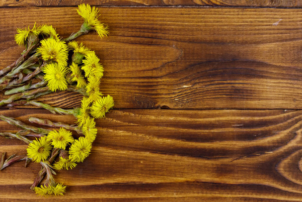 Coltsfoot (Tussilago farfara) flores sobre fondo de madera. Vista superior, espacio de copia
 - Foto, imagen