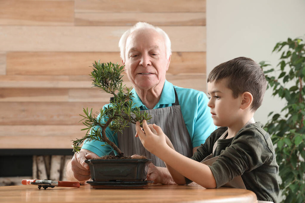 Senior man with little grandson taking care of Japanese bonsai plant indoors. Creating zen atmosphere at home - Fotoğraf, Görsel