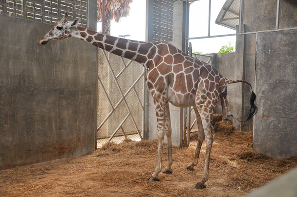 Baby giraffe is giving birth on the land. Phase of the giraffe's birth in the last hour of birth - Photo, Image