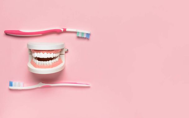 Zubní kartáčky a plastové čelisti model na barevném pozadí - Fotografie, Obrázek