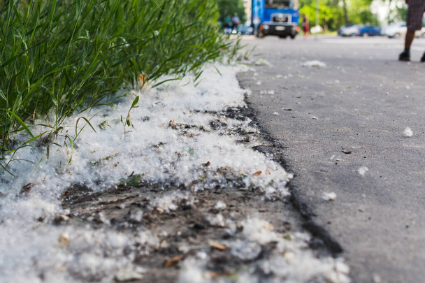 poplar fluff is on the side of the road. - Photo, Image