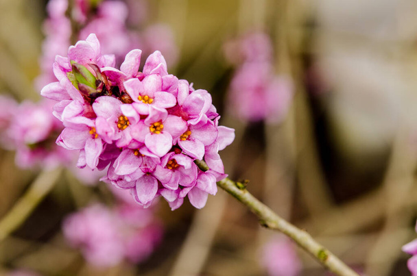 Virágzó Daphne Mezereum. Gyönyörű mezeoni virágok tavasszal. Branch virággal mezereum, mezereon, Február Daphne, spurge babér vagy spurge olajbogyó (Daphne mezereum). - Fotó, kép