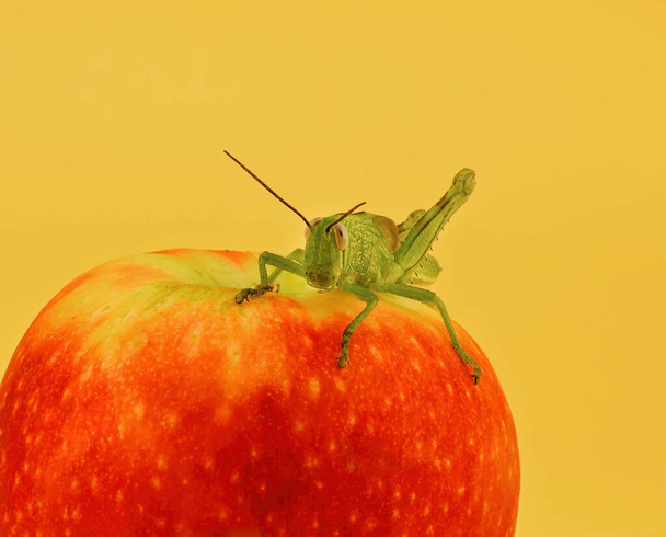 Un saltamontes verde sentado sobre una manzana roja sobre un fondo naranja
 - Foto, Imagen