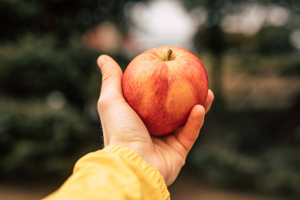 Red ripe apple in the male hand - Φωτογραφία, εικόνα