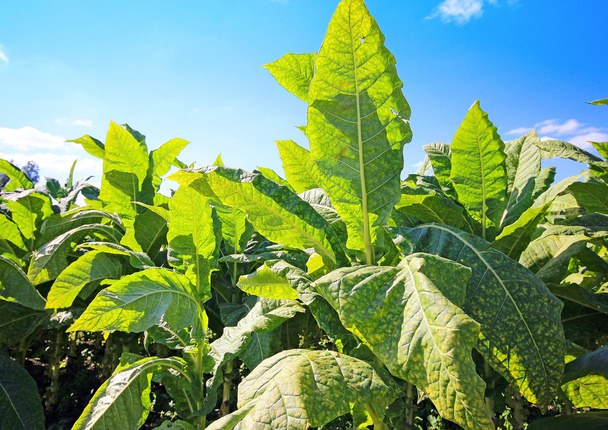 tabak plantage in Polen - Foto, afbeelding