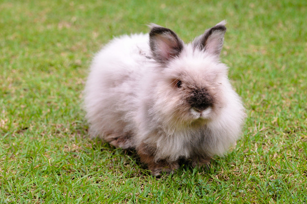 Rabbit - Photo, Image