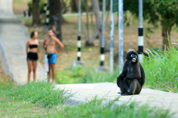 Scimmia foglia o Dusky Spectacled langur seduto sulla passerella con i turisti in piedi dietro nel giardino
. - Foto, immagini