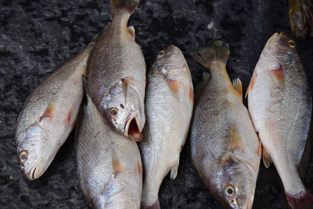 croaker vis Verkopen in verse vis markt, let op selecteer focus met ondiepe scherptediepte - Foto, afbeelding