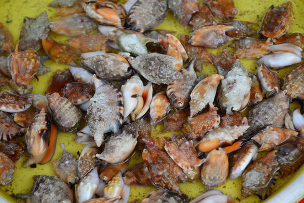 Deniz kabuğu grubu taze deniz ürünleri pazarında satılıyor. Dikkatinizi sığ alan derinliğine verin. - Fotoğraf, Görsel