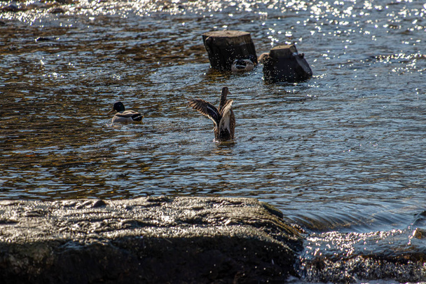 Mallard ducks in small river - Photo, Image