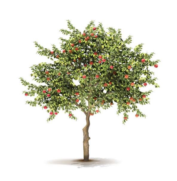 Appelboom. Rijp fruit op een boom. Vectorillustratie. - Vector, afbeelding