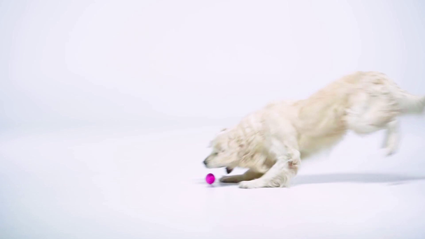 Повільний рух золотистого ретривера, який грає з м'ячем на білому
  - Кадри, відео