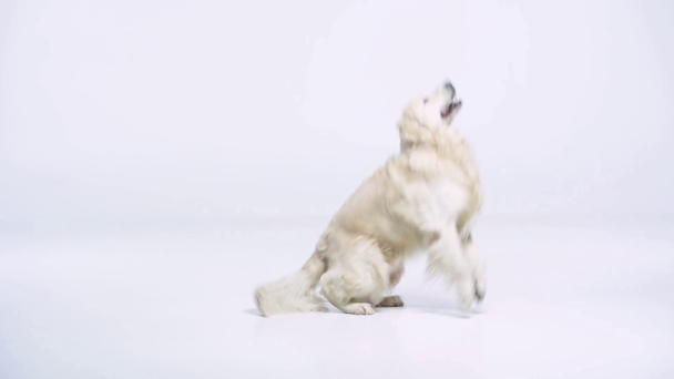 aranyos golden retriever fogás labda fehér  - Felvétel, videó
