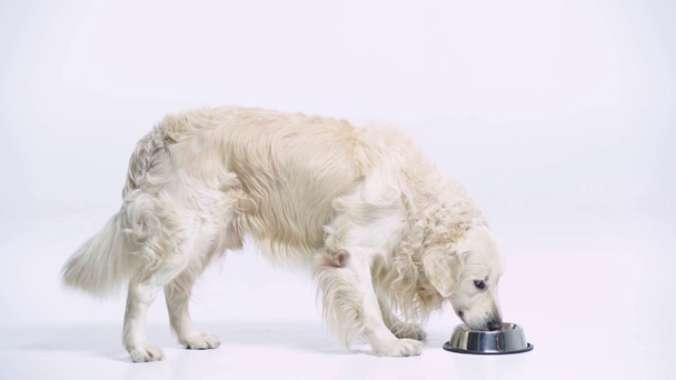 cute golden retriever eating pet food on white  - Filmati, video
