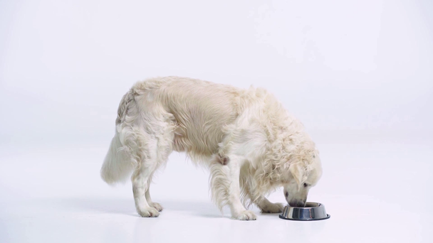 cute golden retriever eating dog food on white  - Metraje, vídeo
