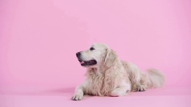 cute purebred golden retriever lying on pink  - Footage, Video