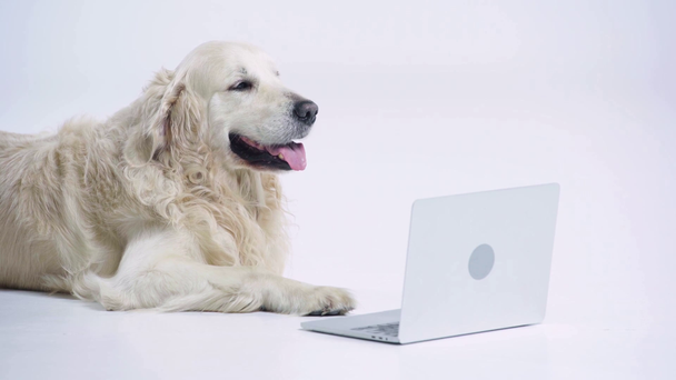 adorable golden retriever lying near laptop on white  - Footage, Video