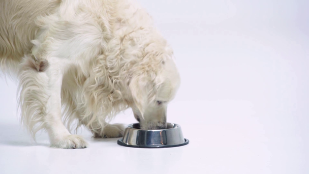 Muhteşem Golden Retriever beyaz köpek maması yiyor.  - Video, Çekim