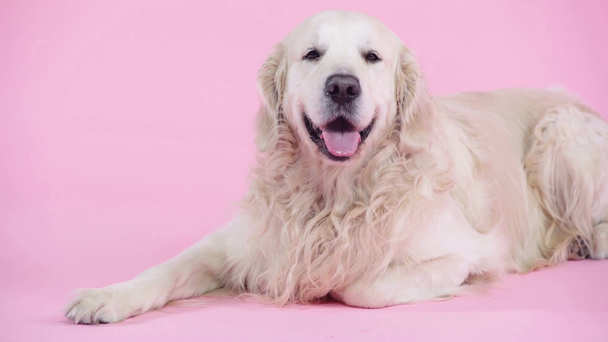 roztomilý a čistokrevný zlatý retrívr ležící na růžové  - Záběry, video