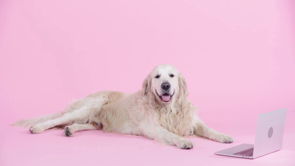 aranyos golden retriever fekvő laptop közelében rózsaszín  - Felvétel, videó