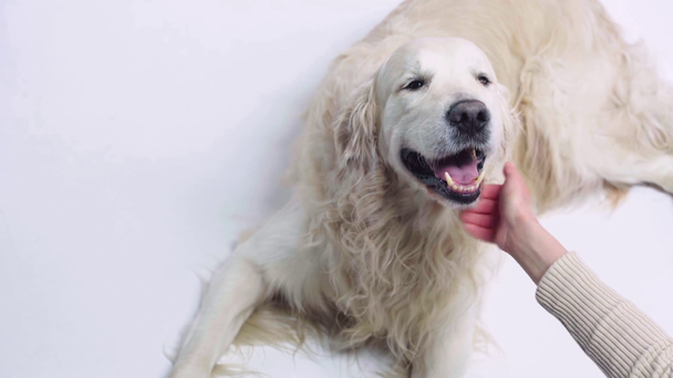 cropped view of woman touching golden retriever on white  - Footage, Video