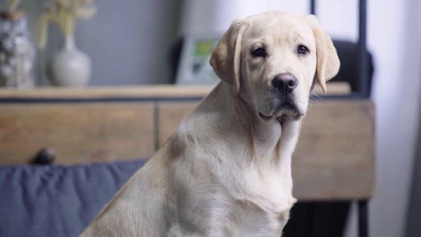 roztomilý zlatý retrívr štěně v obývacím pokoji  - Záběry, video