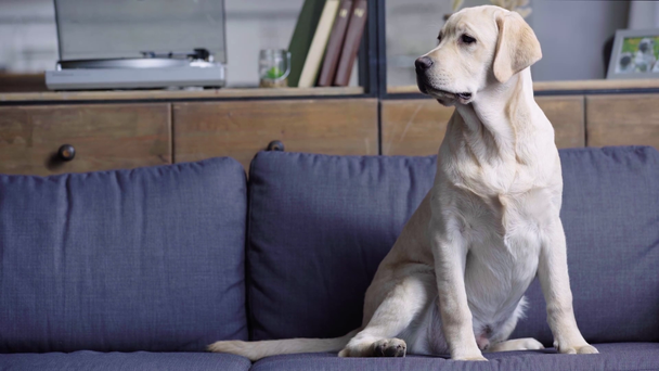 cute golden retriever puppy sitting on sofa in living room  - Materiał filmowy, wideo
