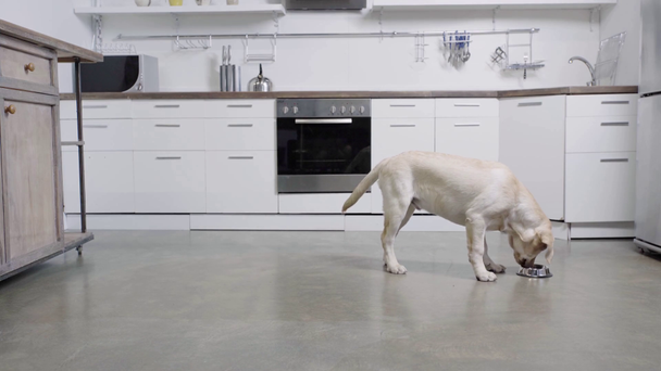 χαριτωμένο golden retriever κουτάβι τρώει σκυλοτροφή  - Πλάνα, βίντεο