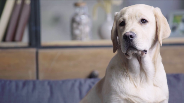 かわいいゴールデンレトリバー子犬リビングに座って  - 映像、動画